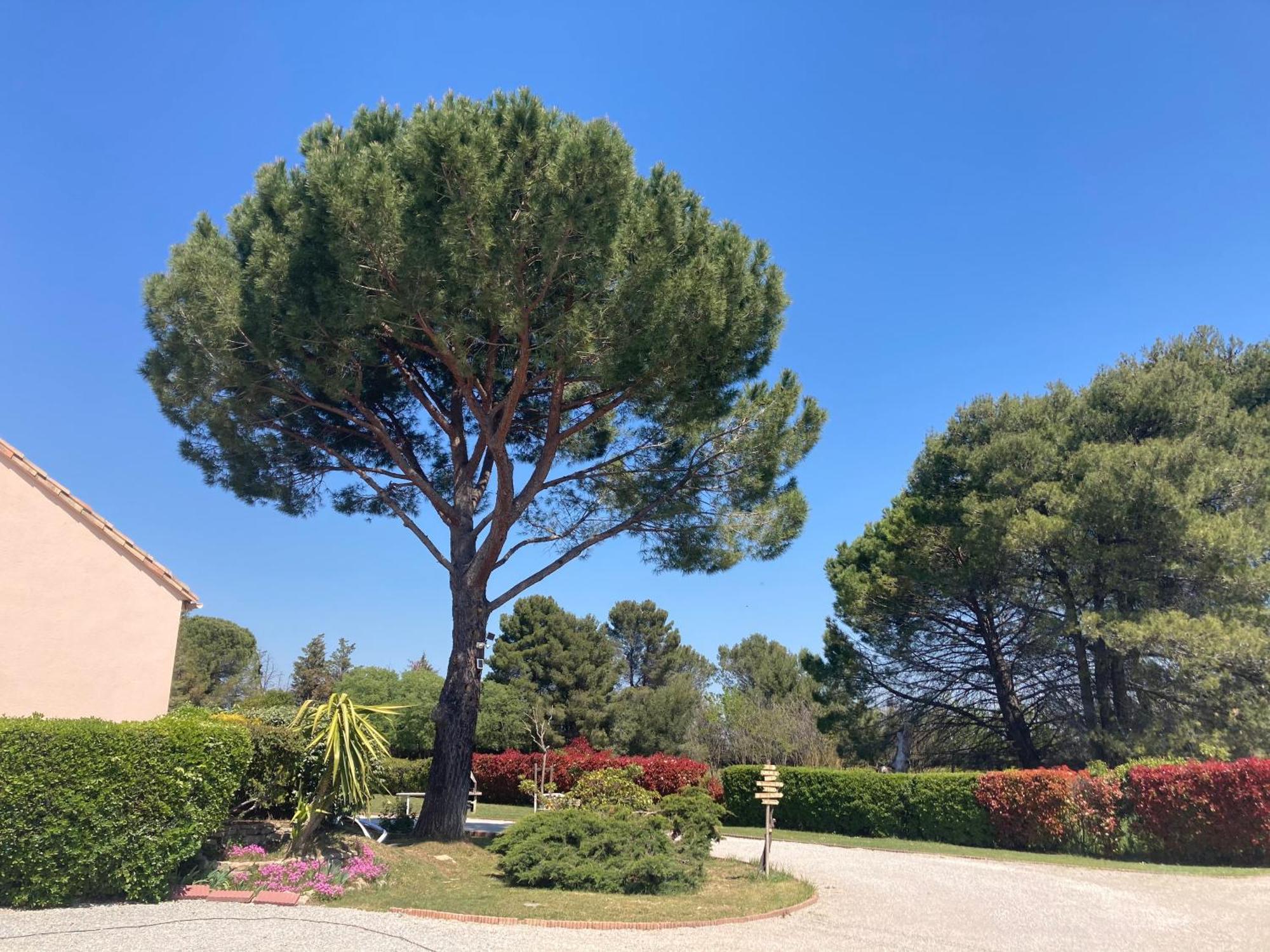 Les Bougainvillees De Camargue Villetelle Buitenkant foto